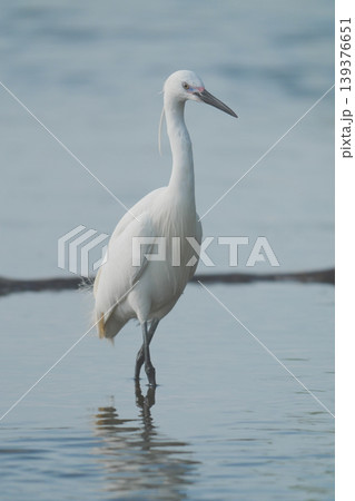 川の浅瀬に佇むコサギ 川の浅瀬に佇むコサギ 139376651