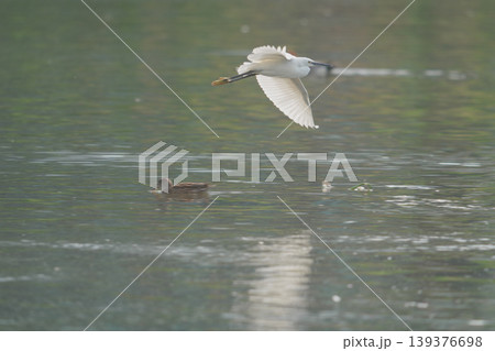 川の浅瀬に佇むコサギ 川の浅瀬に佇むコサギ 139376698