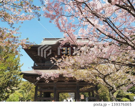 神奈川県　大漁桜と建長寺　三門　4月 139376865