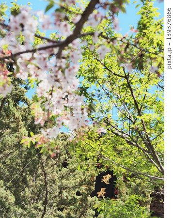 神奈川県　桜と新緑と建長寺　寺号　4月 139376866