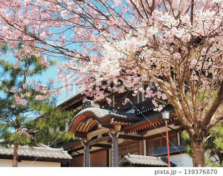 神奈川県　建長寺　大庫裏と満開の桜　4月 139376870