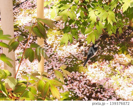 神奈川県　桜のじゅうたんとハクセキレイ　4月 139376872