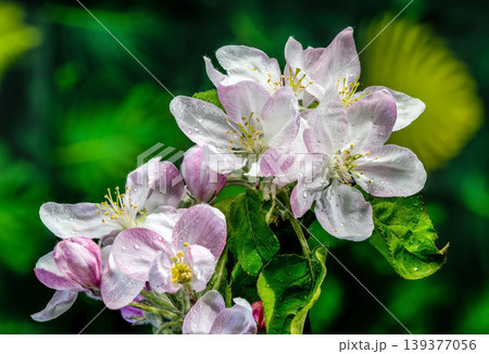 Pink and white almond tree blossoms on a branch in spring Pink and white almond tree blossoms on a branch in spring 139377056