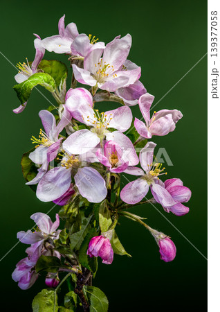 Blooming almond tree branch with pink and white flowers Blooming almond tree branch with pink and white flowers 139377058