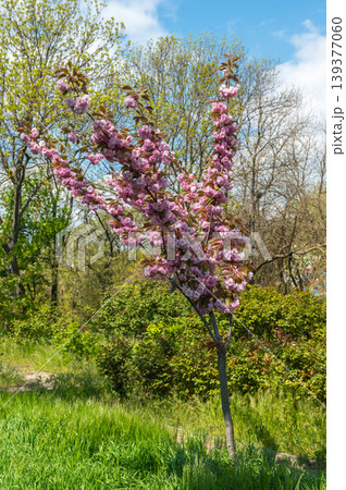 Pink Kanzan Cherry Blossoms And Golden Leaves Against Blue Sky 139377060
