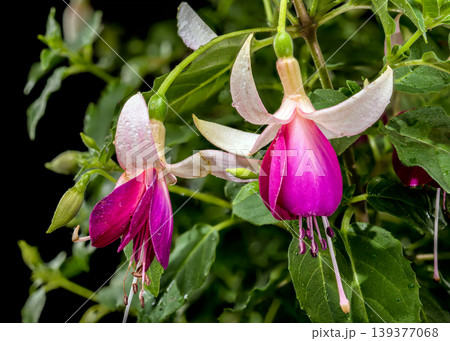 Beautiful Pink and White Fuchsia Flowers with Green Leaves Beautiful Pink and White Fuchsia Flowers with Green Leaves 139377068