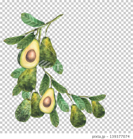 Watercolor avocado branch with ripe whole fruit and cut half showing seed. Botanical hand drawn illustration isolated on white background for semicircular frame for food packaging, eco cosmetic label. Watercolor avocado branch with ripe whole fruit and cut half showing seed. Botanical hand drawn illustration isolated on white background for semicircular frame for food packaging, eco cosmetic label. 139377074