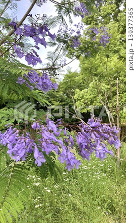 Jacaranda 139377365