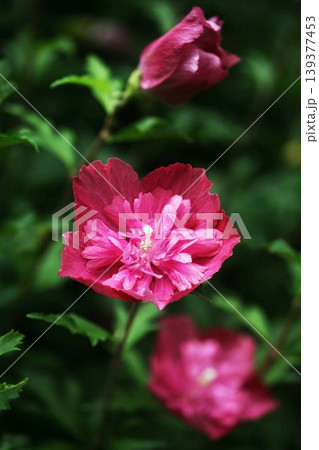 ムクゲ　濃い紅赤色で八重咲きの花 139377453