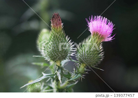 野草　アザミの花 139377457