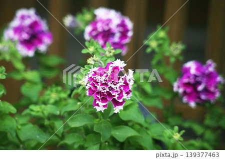 ペチュニア 紅紫色で八重咲きの花 ペチュニア 紅紫色で八重咲きの花 139377463