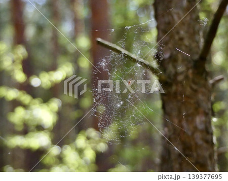 Small spider creating intricate web in sunlit forest 139377695