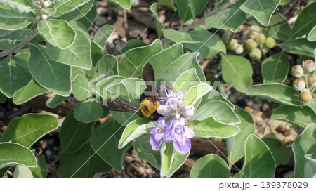 花の蜜を吸うクマバチ 139378029