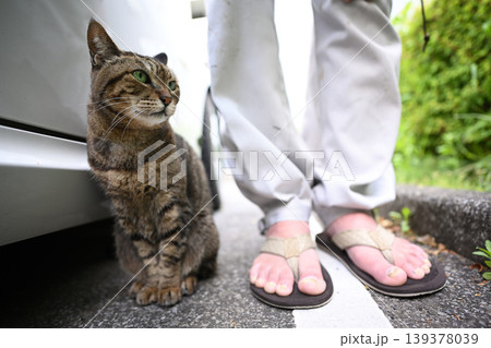 駐車場のキジトラ猫 駐車場のキジトラ猫 139378039