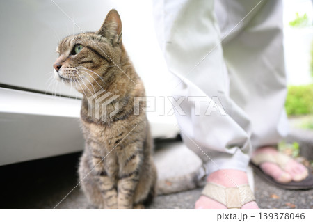 駐車場のキジトラ猫 139378046