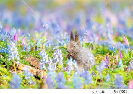 春の花畑とエゾリス 春の花畑とエゾリス 139378099