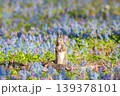 春の花畑とエゾリス 139378101