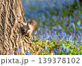 春の花畑とエゾリス 139378102