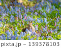 春の花畑とエゾリス 139378103