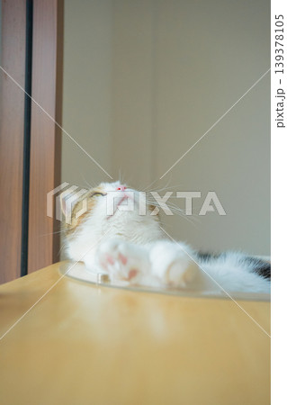 pet care concept with scottish cat relax and sleep on bed in bedroom pet care concept with scottish cat relax and sleep on bed in bedroom 139378105