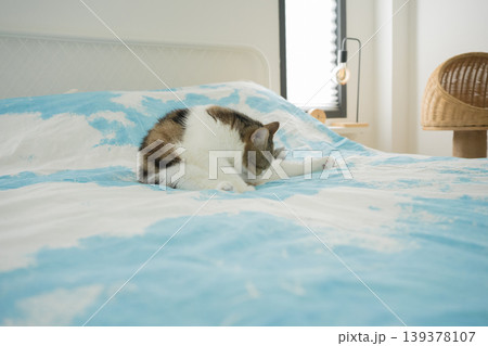 pet care concept with scottish cat relax and sleep on bed in bedroom pet care concept with scottish cat relax and sleep on bed in bedroom 139378107