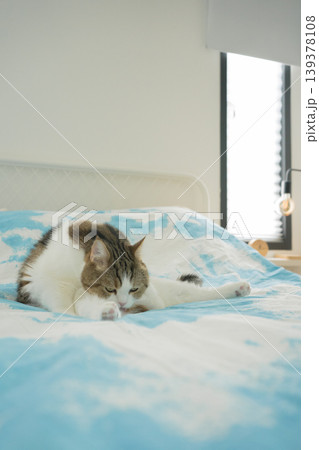pet care concept with scottish cat relax and sleep on bed in bedroom pet care concept with scottish cat relax and sleep on bed in bedroom 139378108