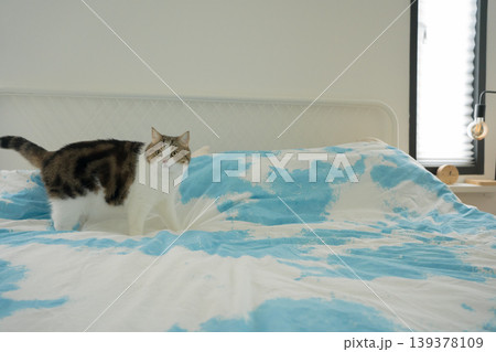 pet care concept with scottish cat relax and sleep on bed in bedroom pet care concept with scottish cat relax and sleep on bed in bedroom 139378109