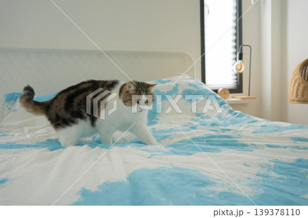 pet care concept with scottish cat relax and sleep on bed in bedroom pet care concept with scottish cat relax and sleep on bed in bedroom 139378110