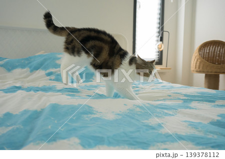 pet care concept with scottish cat relax and sleep on bed in bedroom pet care concept with scottish cat relax and sleep on bed in bedroom 139378112