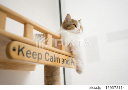 pet care concept with scottish cat relax and sleep in living room pet care concept with scottish cat relax and sleep in living room 139378114