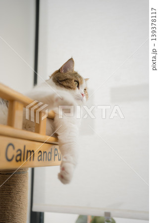 pet care concept with scottish cat relax and sleep in living room pet care concept with scottish cat relax and sleep in living room 139378117