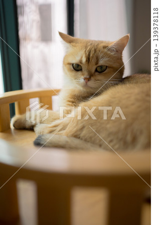 pet care concept with british cat relax and sleep in living room pet care concept with british cat relax and sleep in living room 139378118