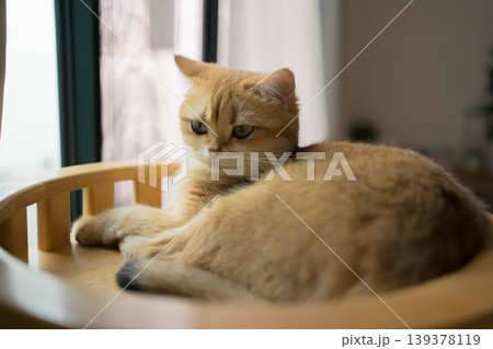 pet care concept with british cat relax and sleep in living room pet care concept with british cat relax and sleep in living room 139378119