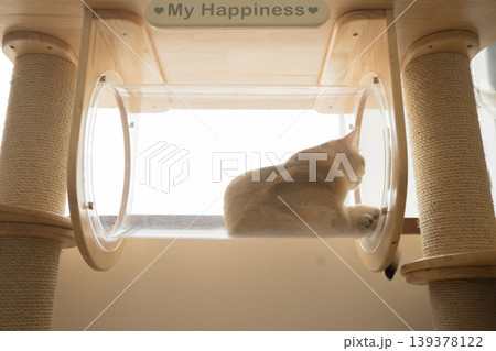 pet care concept with british cat relax and sleep in living room pet care concept with british cat relax and sleep in living room 139378122