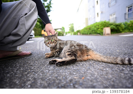 散歩中のキジトラ猫 139378184