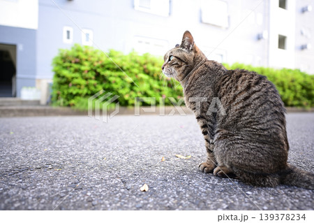 振り返る猫 振り返る猫 139378234