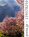 富良野の桜 139378250