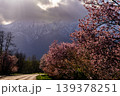 富良野の桜 139378251