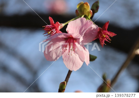 早春の公園に咲くピンク色のカンヒザクラの花 139378277
