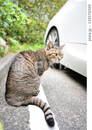 駐車場のキジトラ猫 駐車場のキジトラ猫 139378309