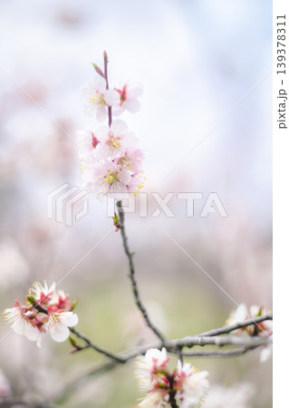白梅の花のクローズアップ(オールドレンズ撮影) 白梅の花のクローズアップ(オールドレンズ撮影) 139378311