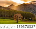 夕焼けの一本桜 139378327