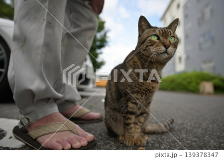 駐車場のキジトラ猫 駐車場のキジトラ猫 139378347