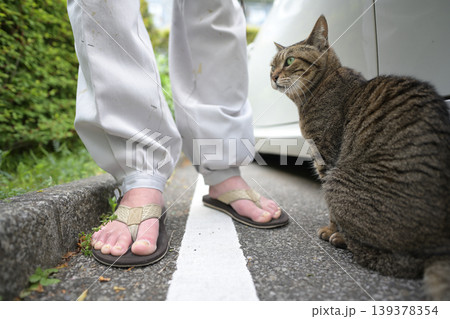 駐車場のキジトラ猫 駐車場のキジトラ猫 139378354