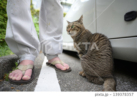 駐車場のキジトラ猫 139378357