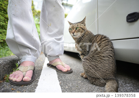 駐車場のキジトラ猫 駐車場のキジトラ猫 139378358