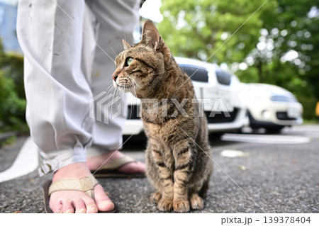 駐車場のキジトラ猫 駐車場のキジトラ猫 139378404