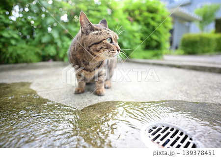 水を飲む猫 139378451