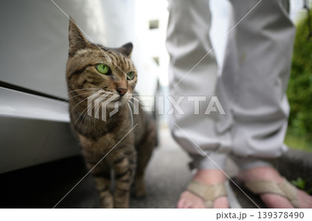 駐車場のキジトラ猫 駐車場のキジトラ猫 139378490