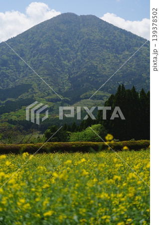 宮崎県小林市　生駒高原の花 139378502